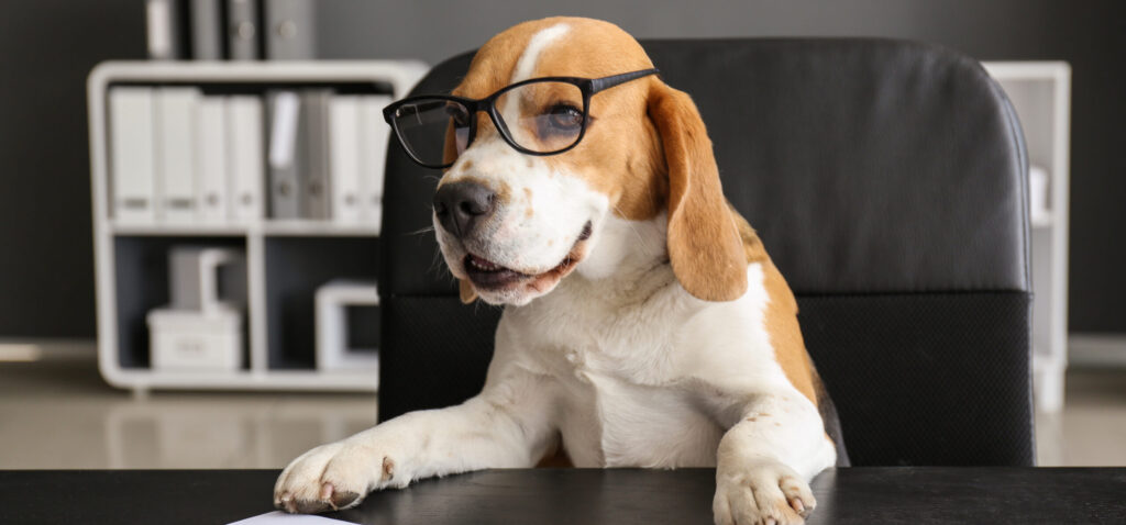Cute dog with glasses during Open Enrollment