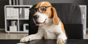 Cute dog with glasses during Open Enrollment